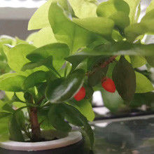 Veggiefloe Hydroponic System für Schulen: Hands-On-Lernen und gesunde Ernährung für Kinder
