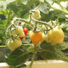 Veggiefloe Hydroponic System für Schulen: Hands-On-Lernen und gesunde Ernährung für Kinder